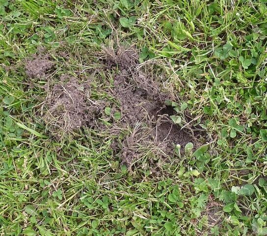 Ein etwa fünf Zentimeter tiefes Loch im Rasen deutet auf den Dachs hin, der Futter suchte