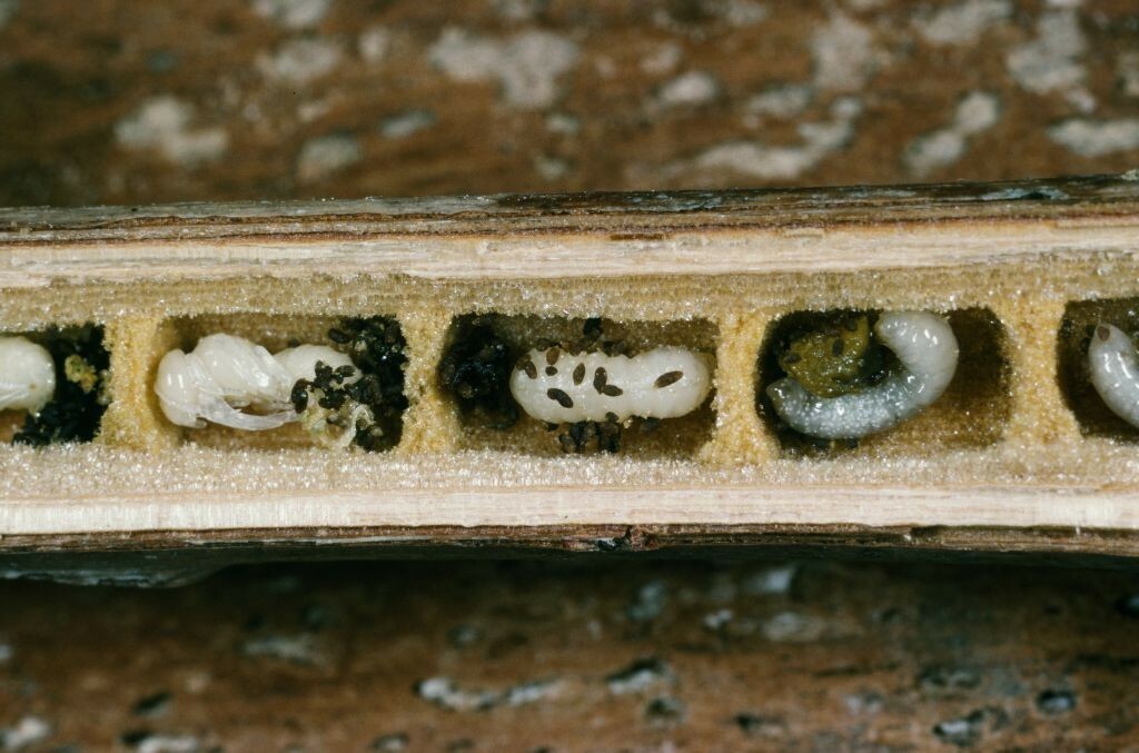 Wildbienenlarven in einem Markstengel