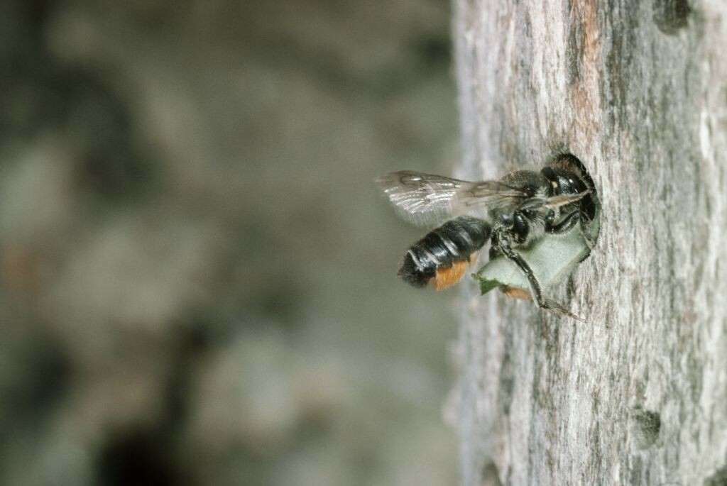 Blattschneiderbiene trägt Nistmaterial in Gang in einem Holzstück hinein. 