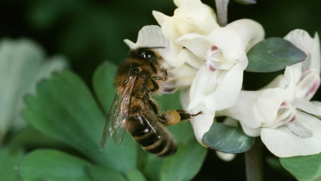 Honigbiene auf weisser Blüte