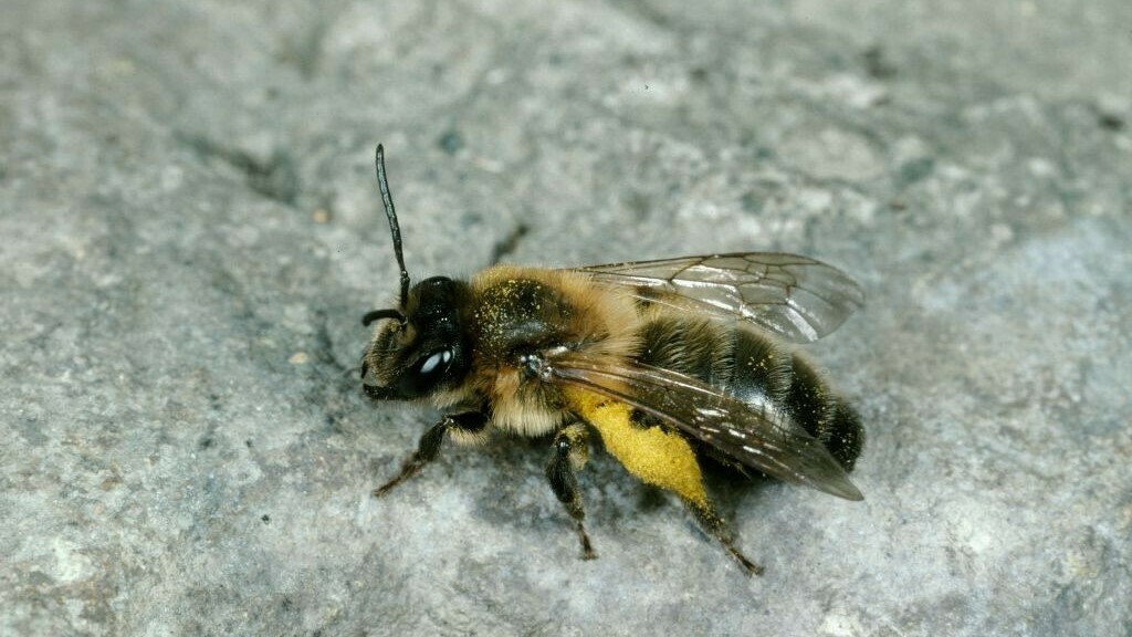 Eine Beinsammler-Biene mit Pollenhöschen