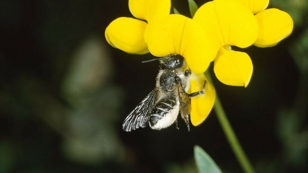 Wildbiene mit Pollen am Bauch