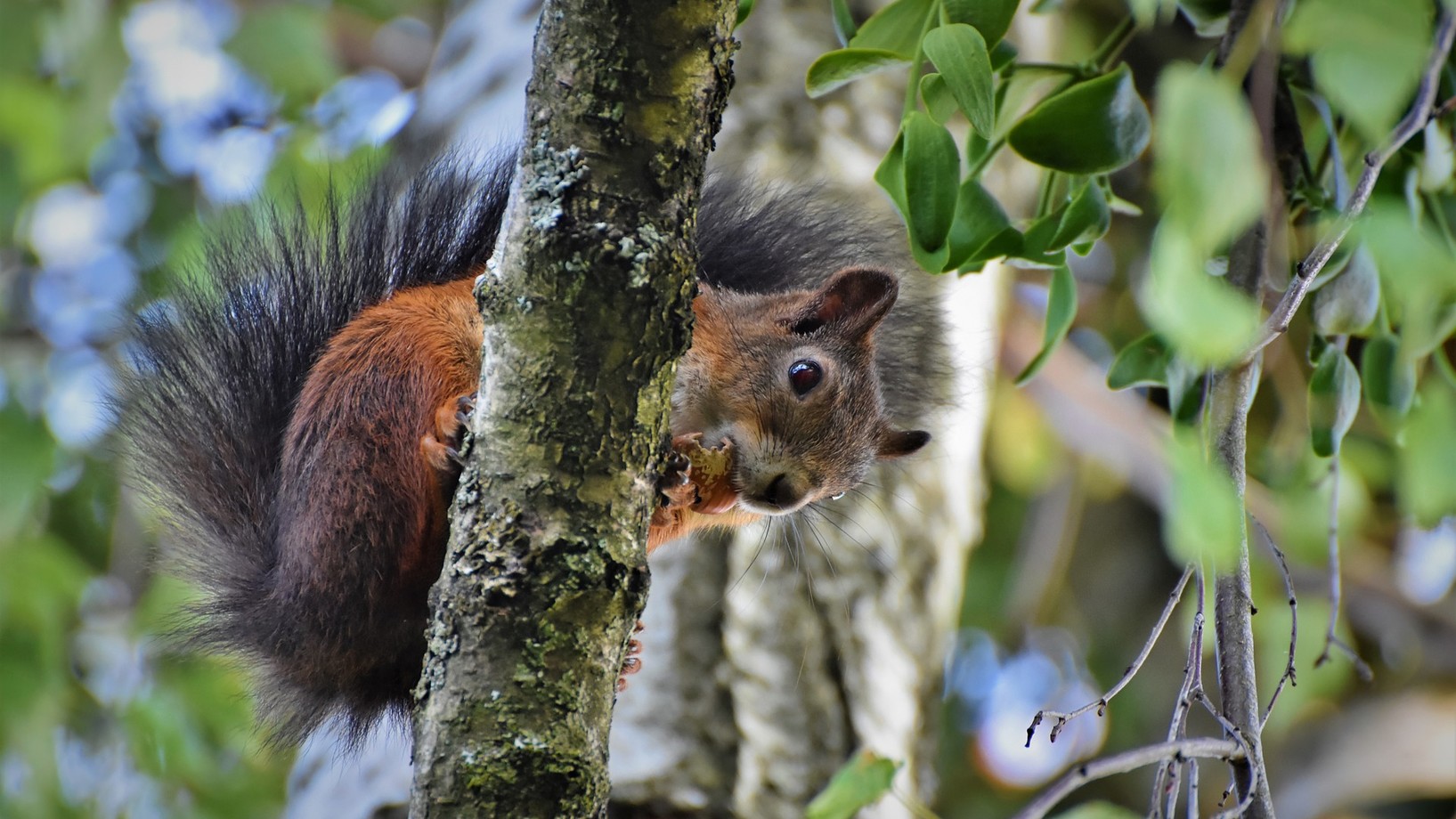 Ein Eichhörnchen klettert im Baum herum