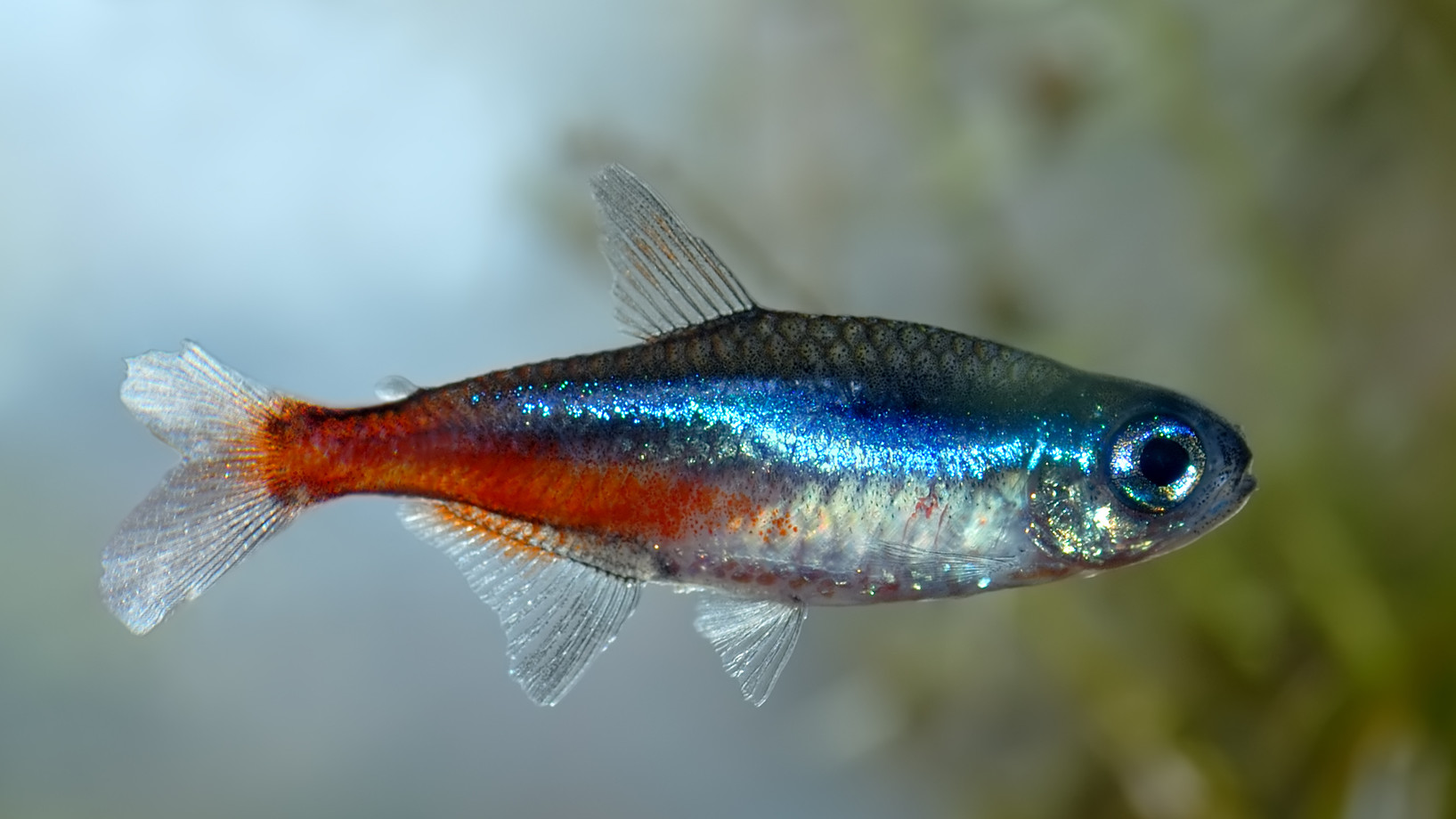 Ein schillernder blau-roter Neonfisch