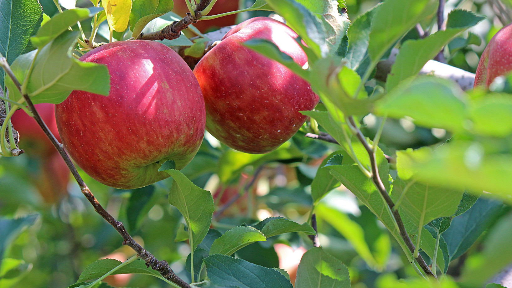 Zwei reife Äpfel am Baum