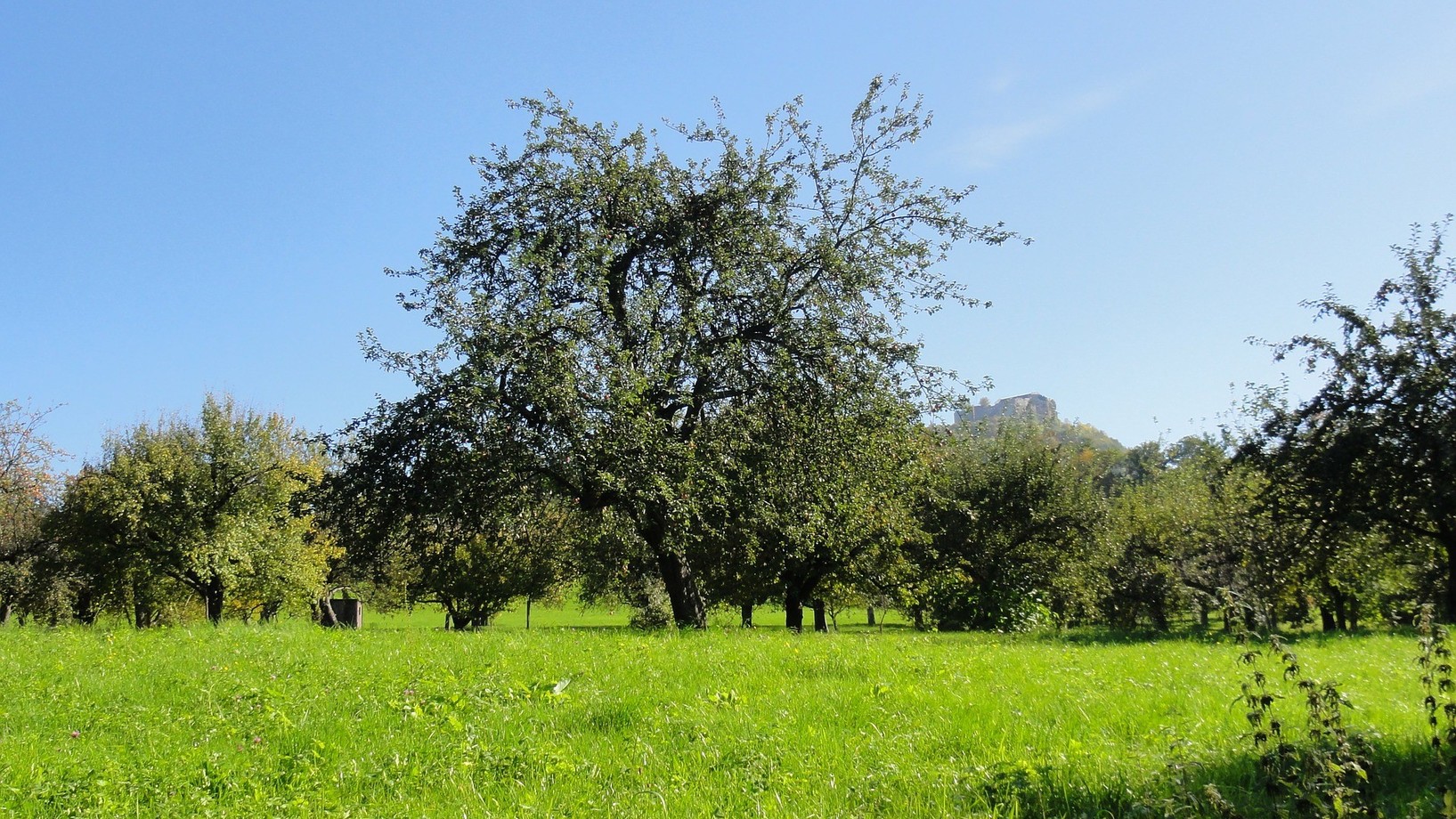 Eine Streuobstwiese kann mit alten Birnbäumen