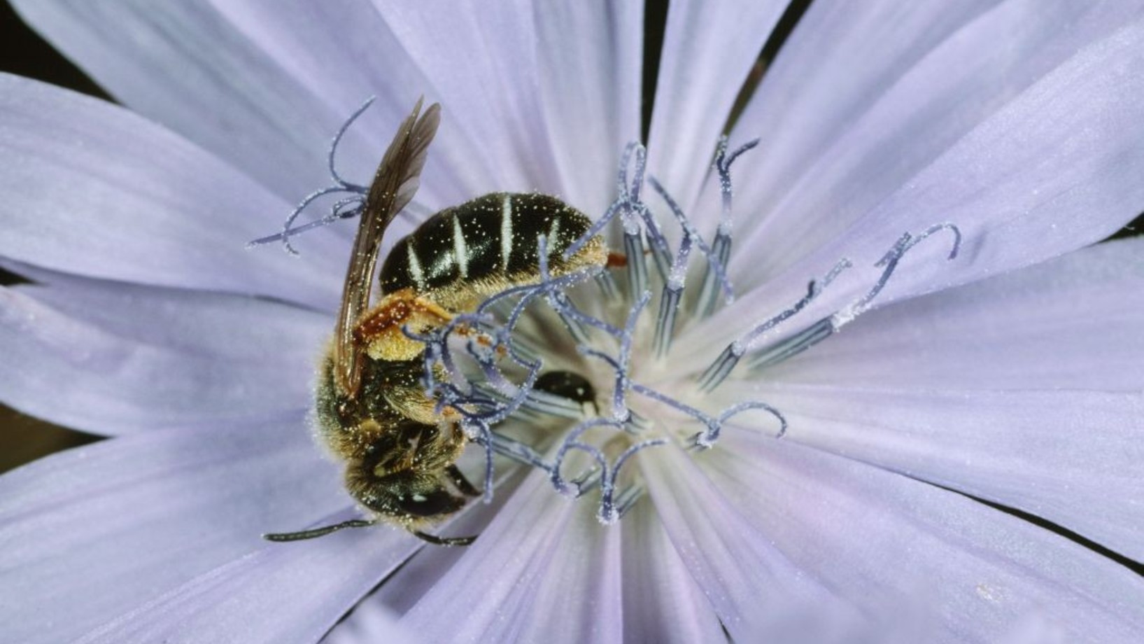 Eine kleine Wildbienenart auf einer blauen Blume