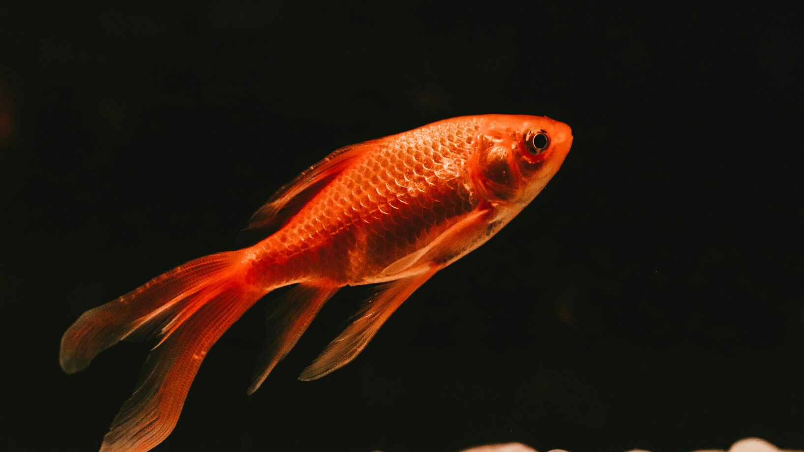 Ein Goldfisch vor schwarzem Hintergrund
