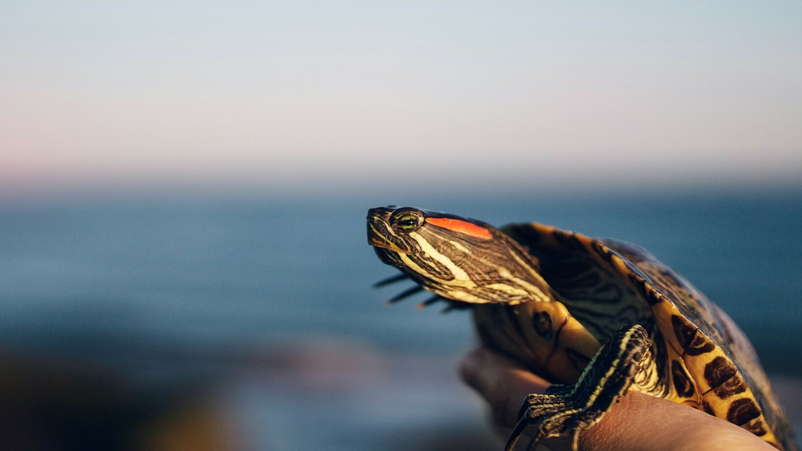 Jemand hält eine Rotwangen-Schmuckschildkröte in der Hand
