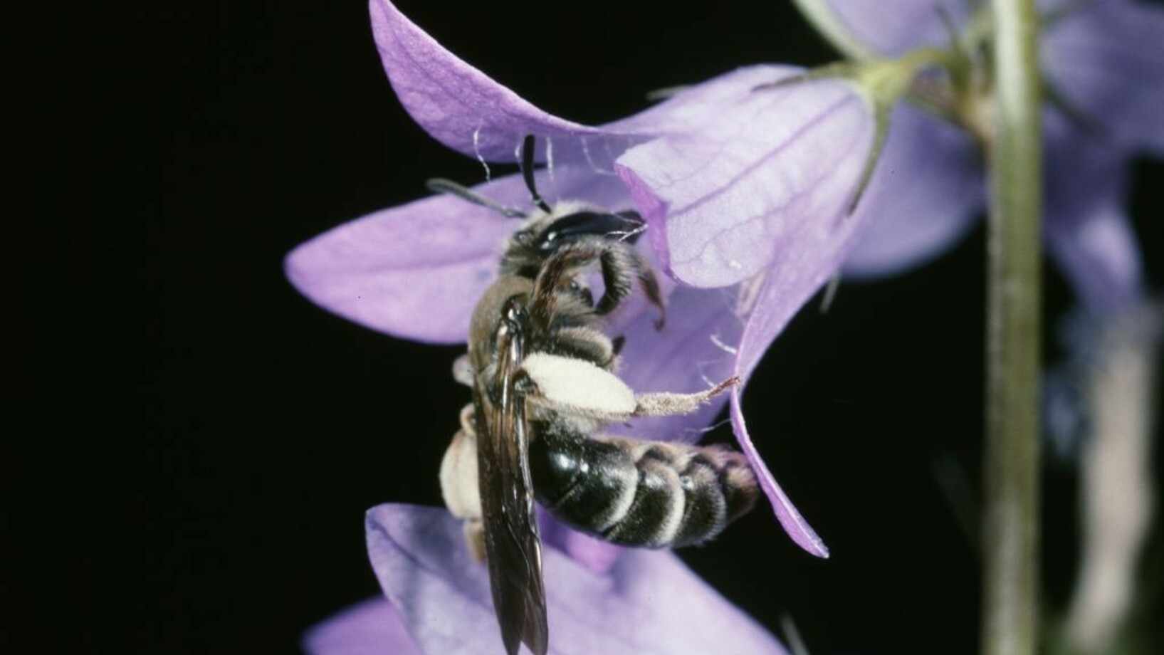 Eine Wildbiene auf einer violetten Glockenblume