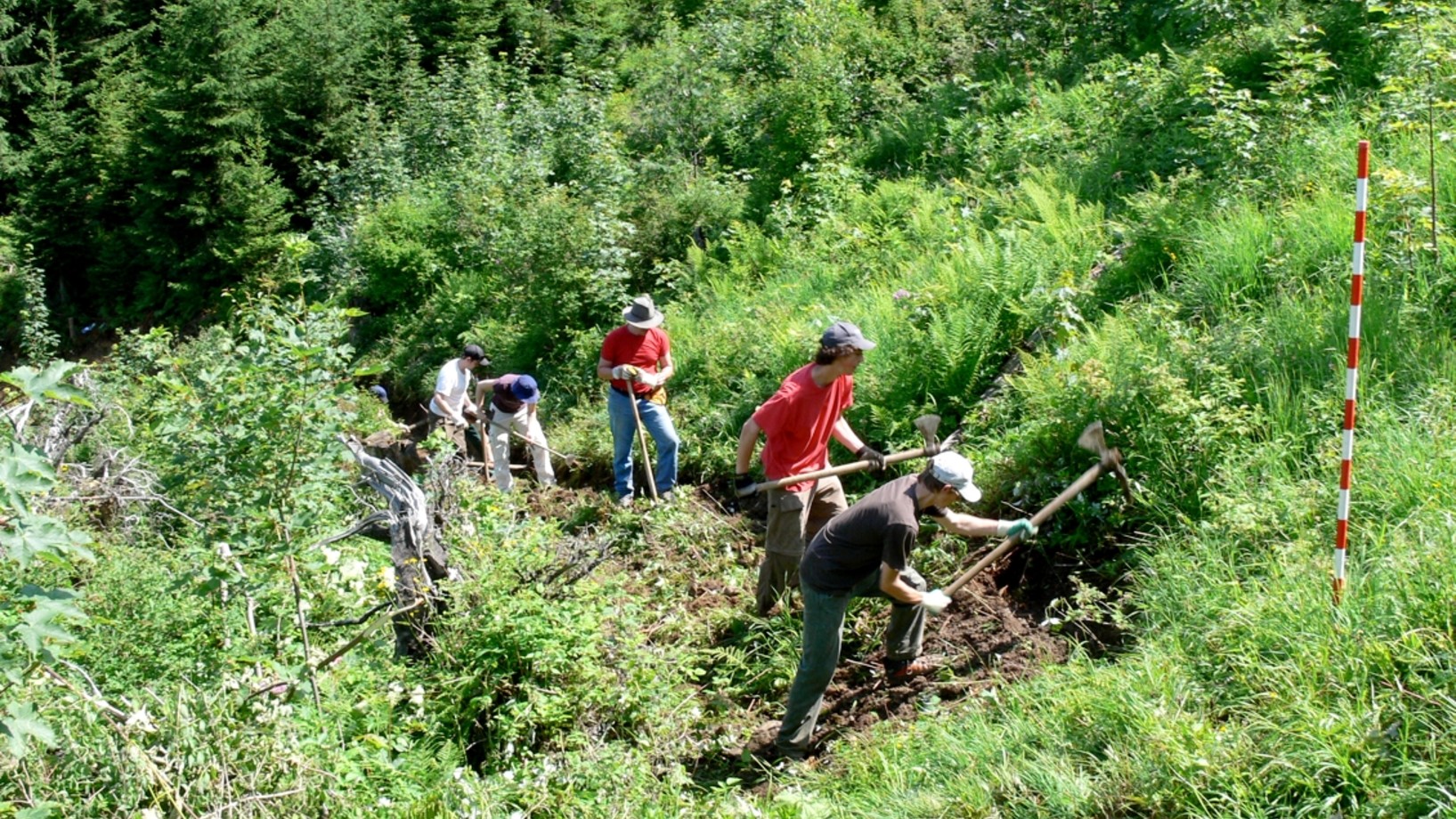 Schulklasse mit Pickeln und Hacken bei der Bearbeitung einer Böschung im Wald