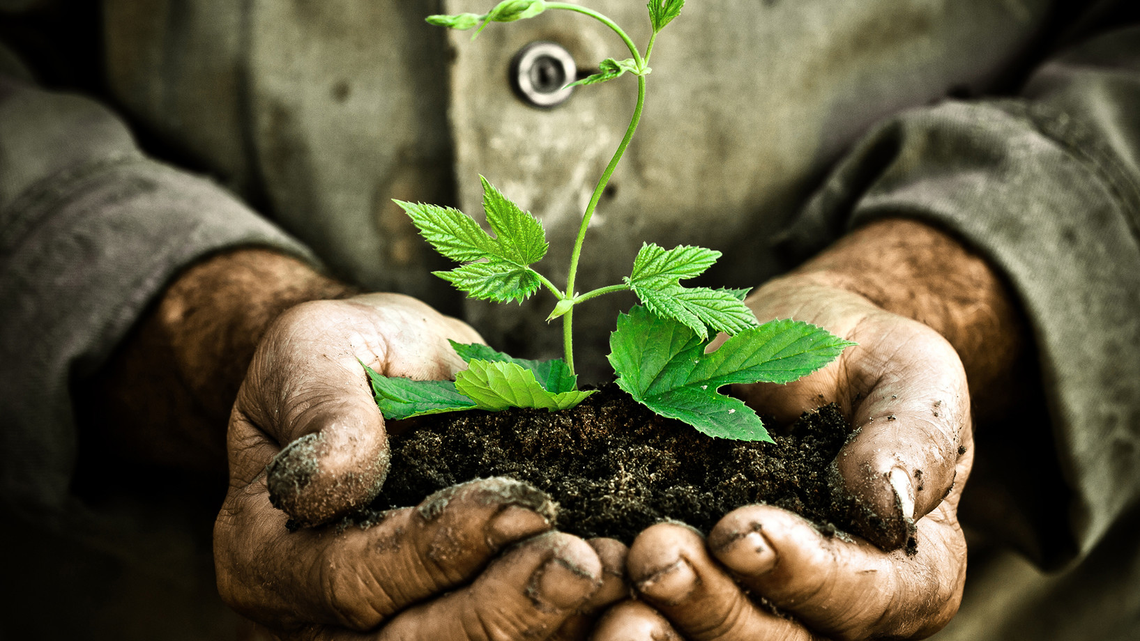 Hände halten eine Handvoll Erde mit einer Pflanze