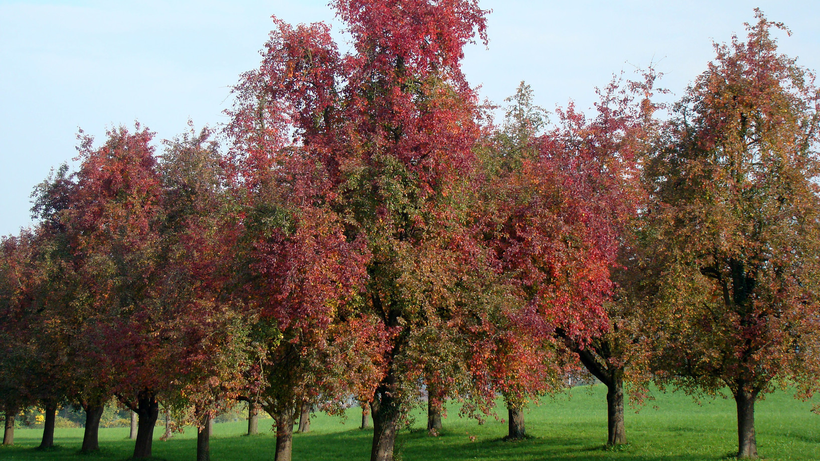 Hochstamm-Obstbäume; Foto - Roger Hodel