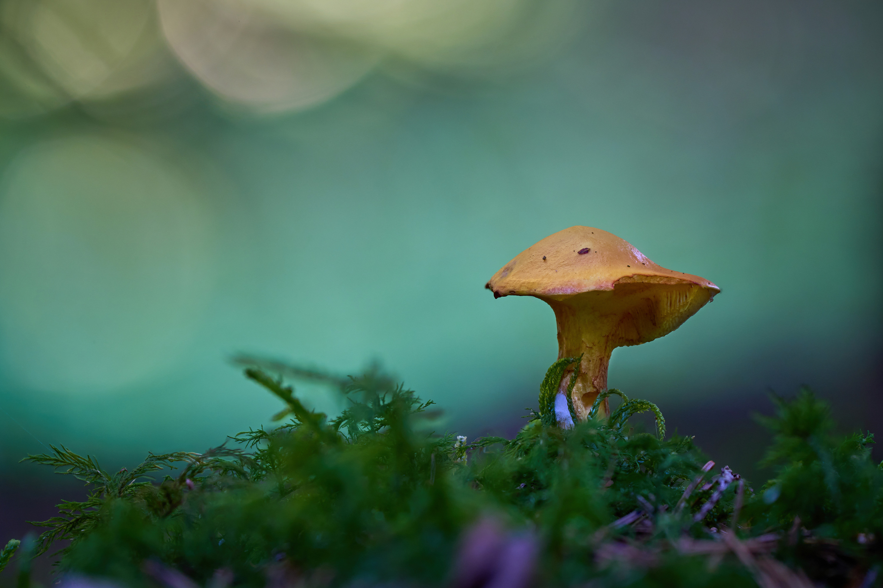 Close up of a mushroom