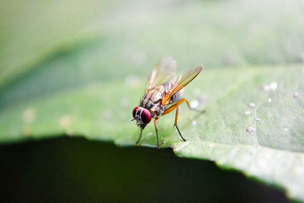 Fruchtfliege auf Blatt