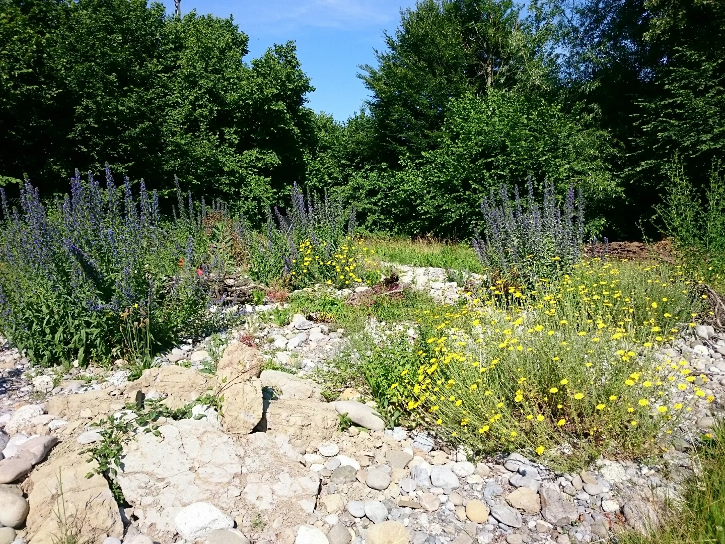 Farbige Wildblumen und Steine