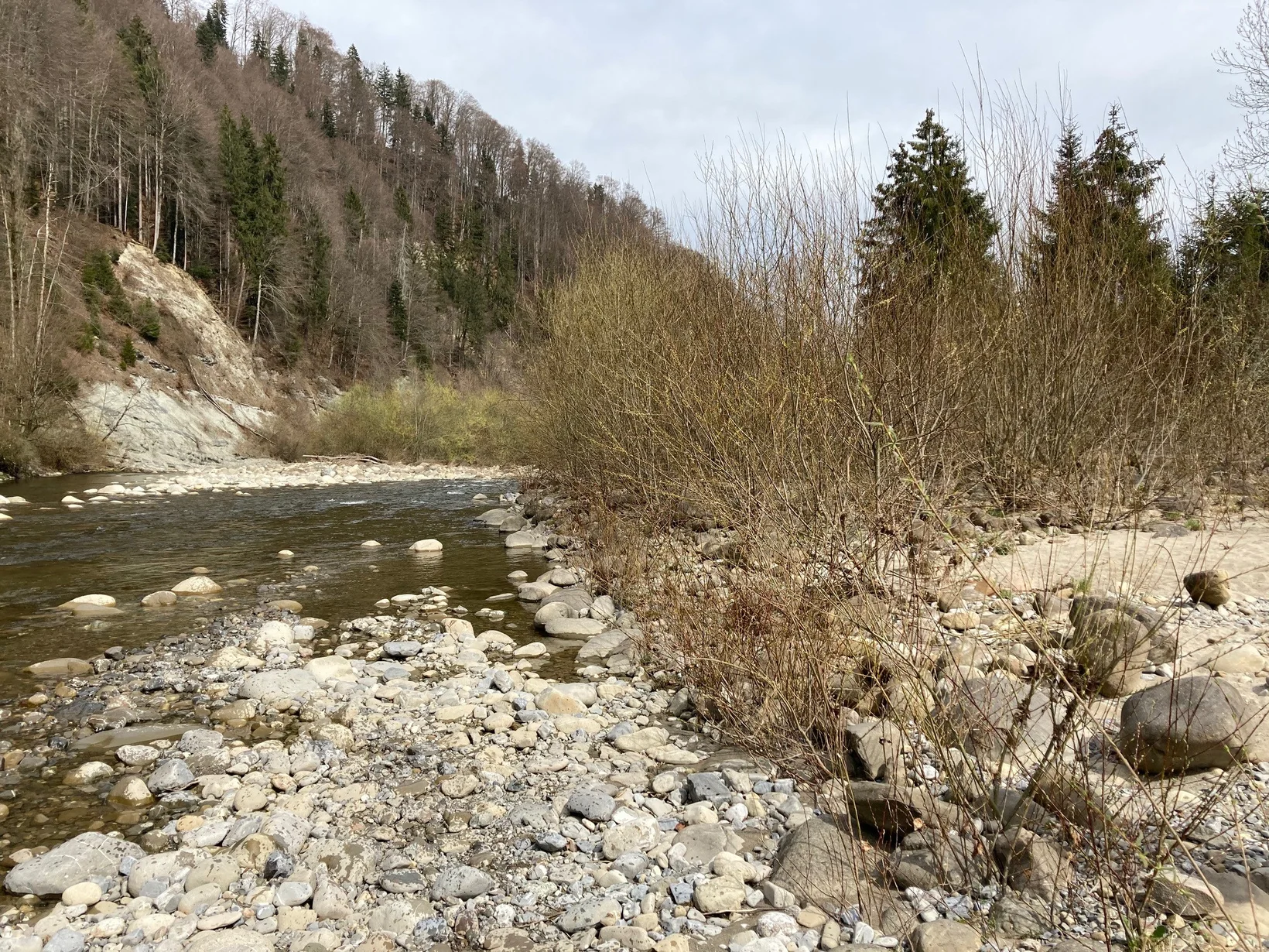 Weidengebüsch in einer Flussaue