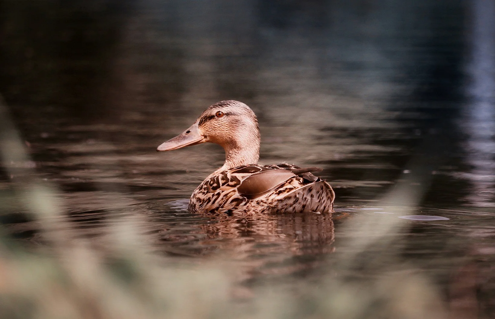 Weibliche Stockente im Wasser