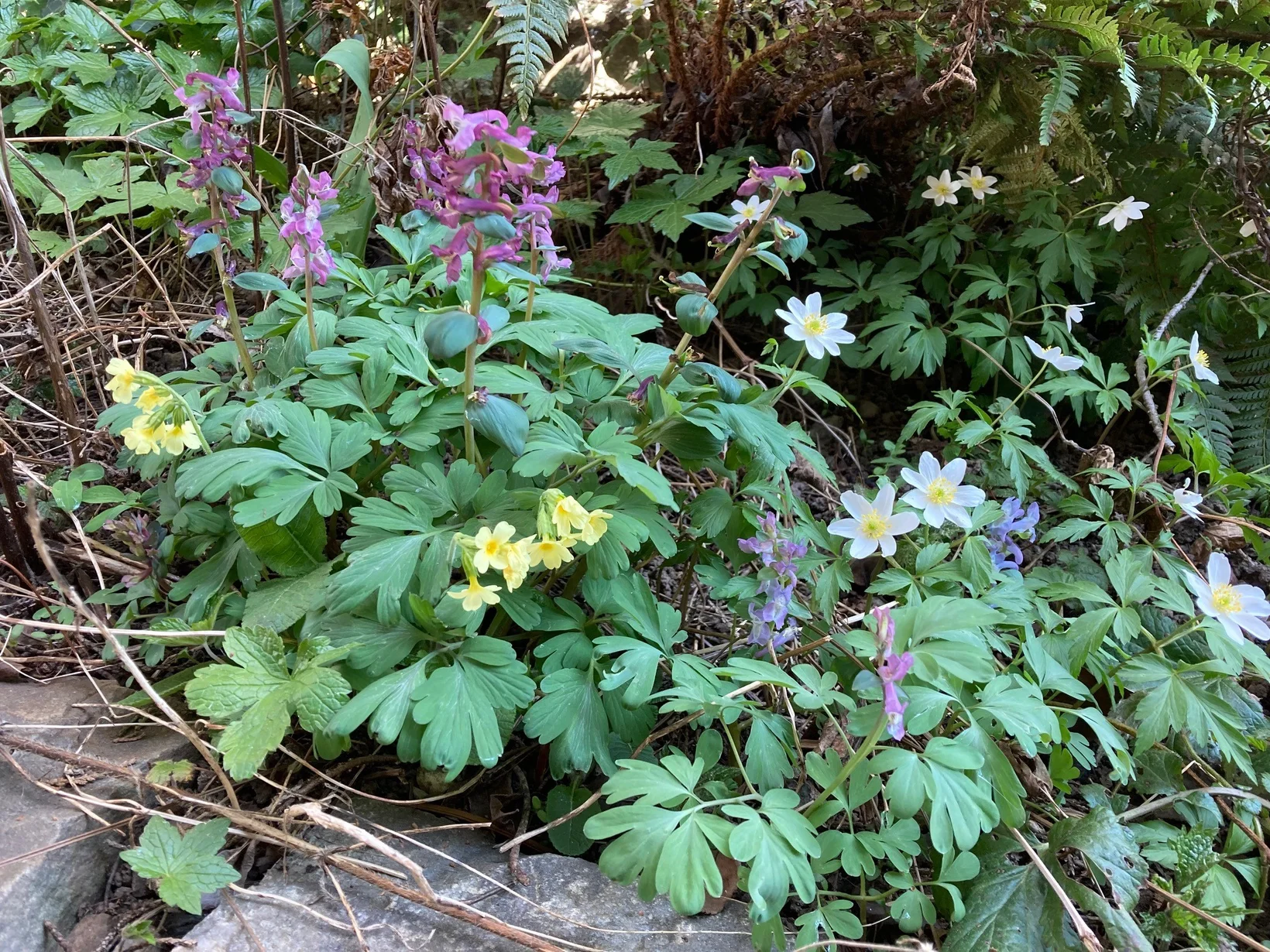 gelbe, rosa und weisse Frühlingsblüher