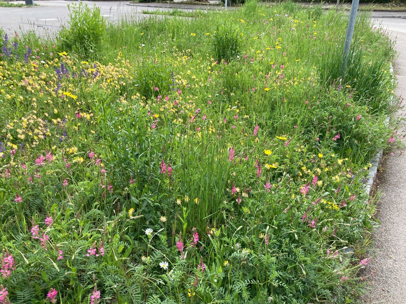 Eine bunte Blumenwiese zwischen Parkflächen