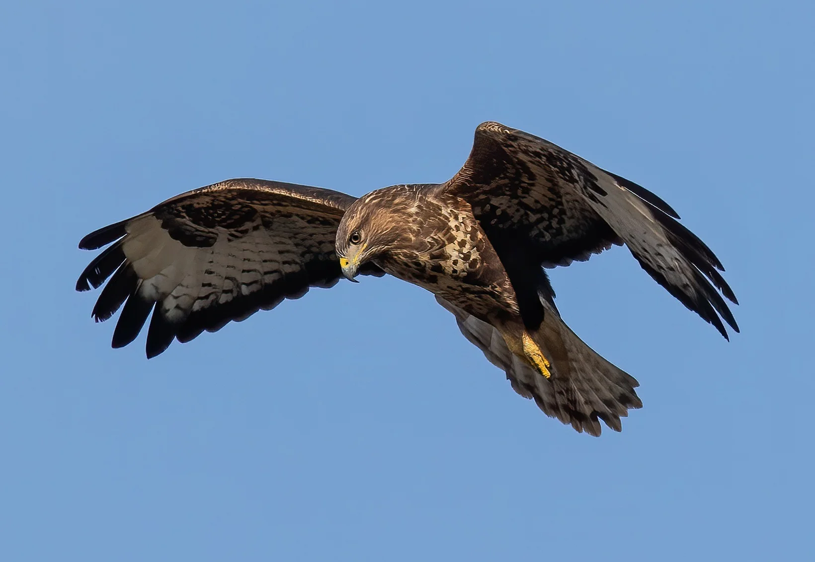 Fliegender Mäusebussard