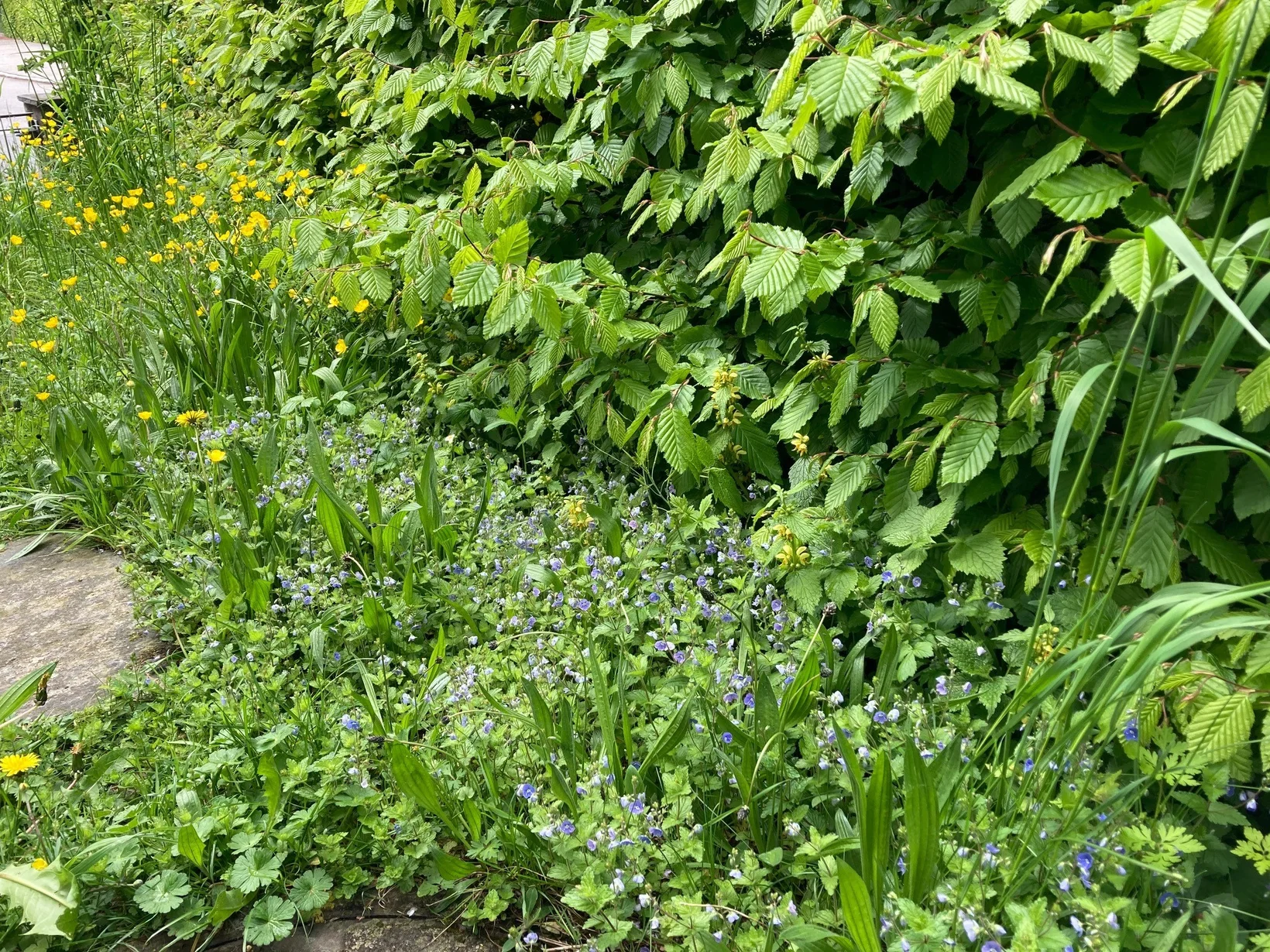 Eine Hecke mit einem üppigen Krautsaum