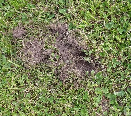 Ein etwa fünf Zentimeter tiefes Loch im Rasen deutet auf den Dachs hin, der Futter suchte