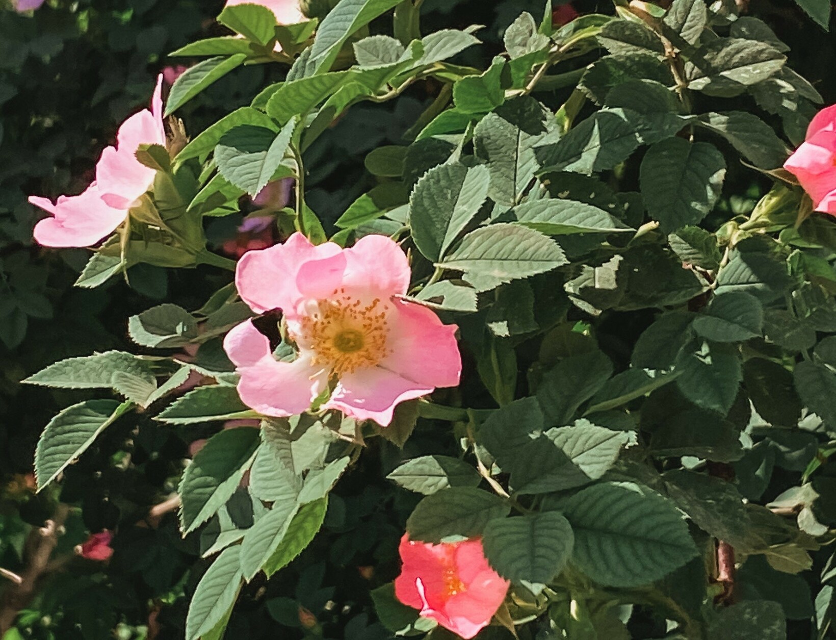 Rosa Blüten der Hundsrose