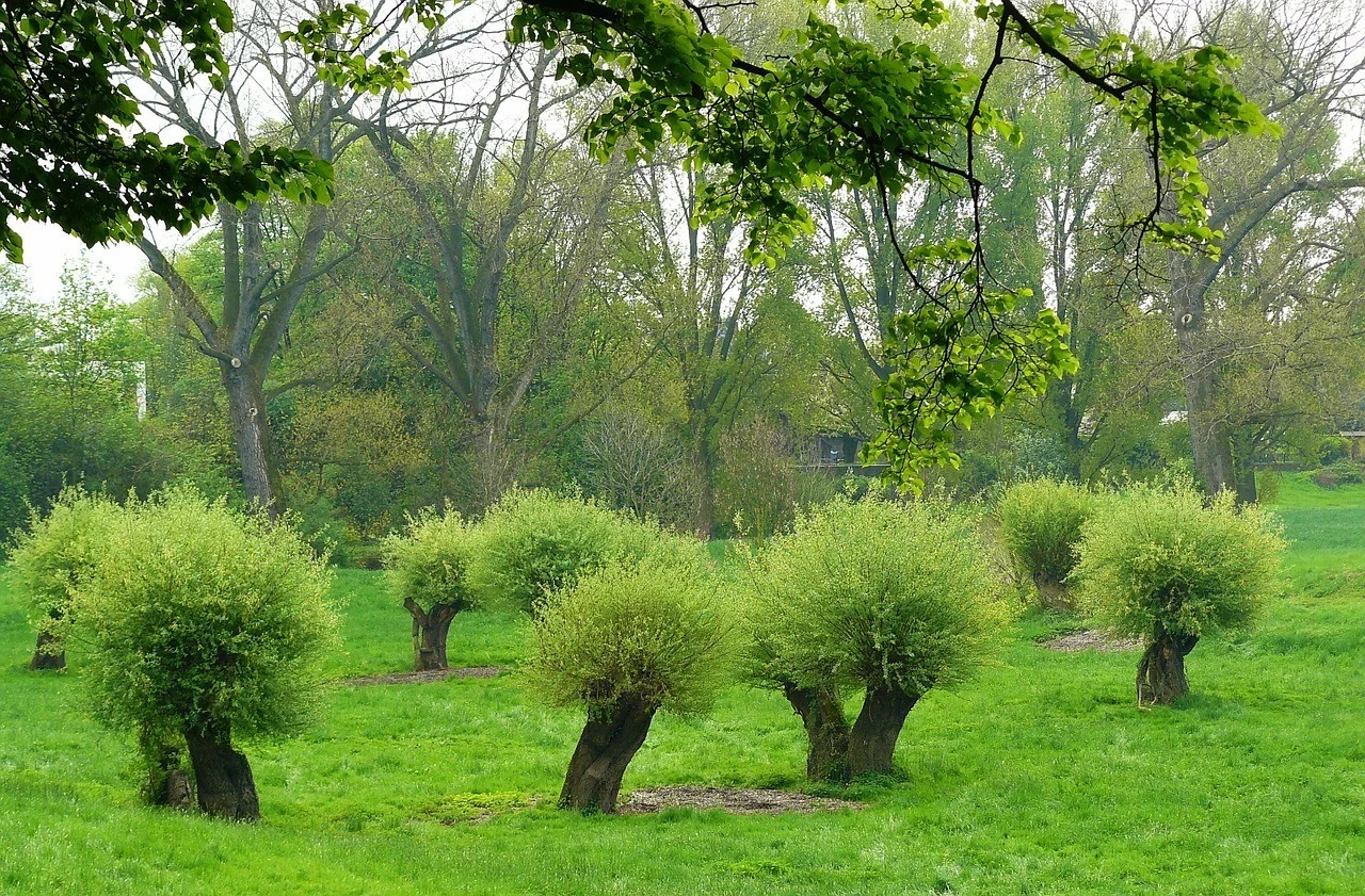 Eine Landschaft mit ganzen Gruppen von Kopfweiden