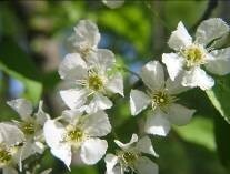 Weisse Blüten der Traubenkirsche