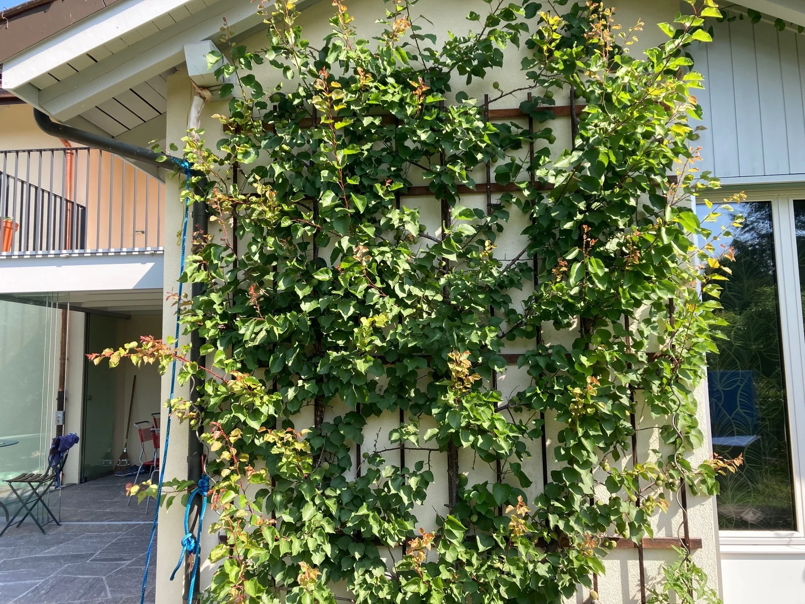 Begrünte Hauswand mit Aprikosenspalier