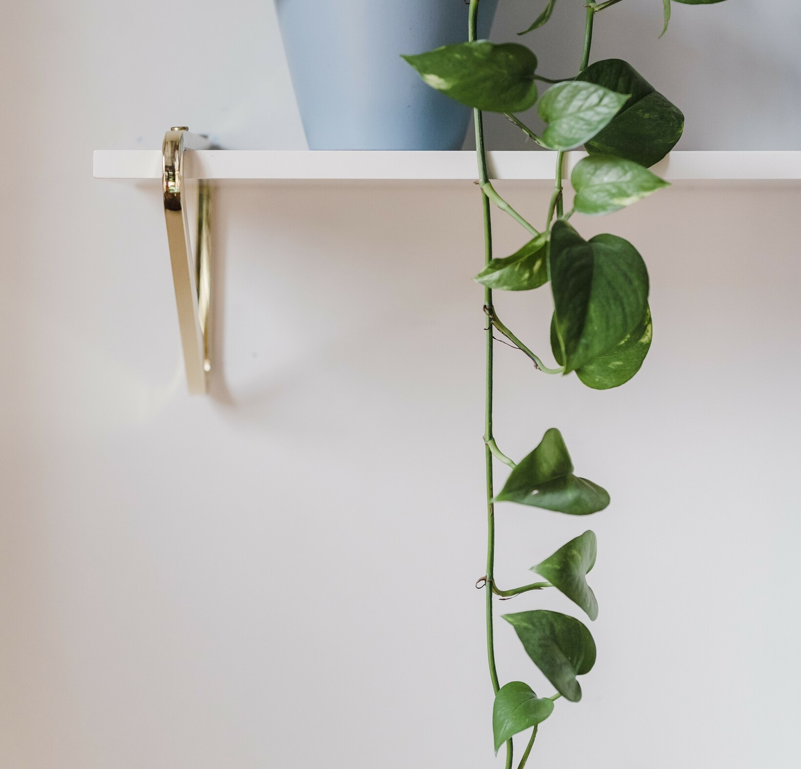 Potted green plant on white shelf
