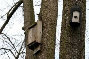 Fledermauskasten in einem Baum