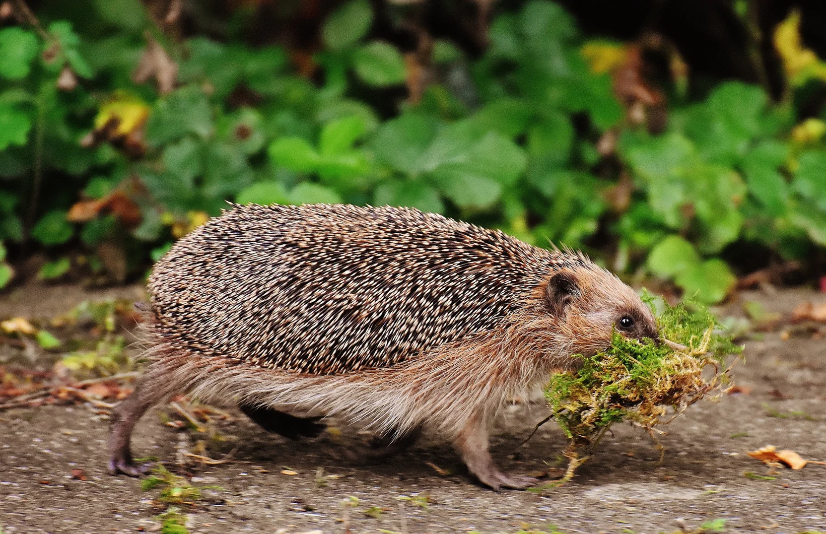 Igel trägt Moos im Maul für den Nestbau