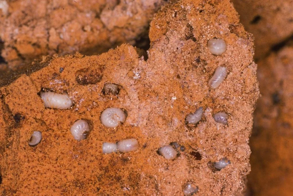Larven des Brotkäfers in Hundefutter