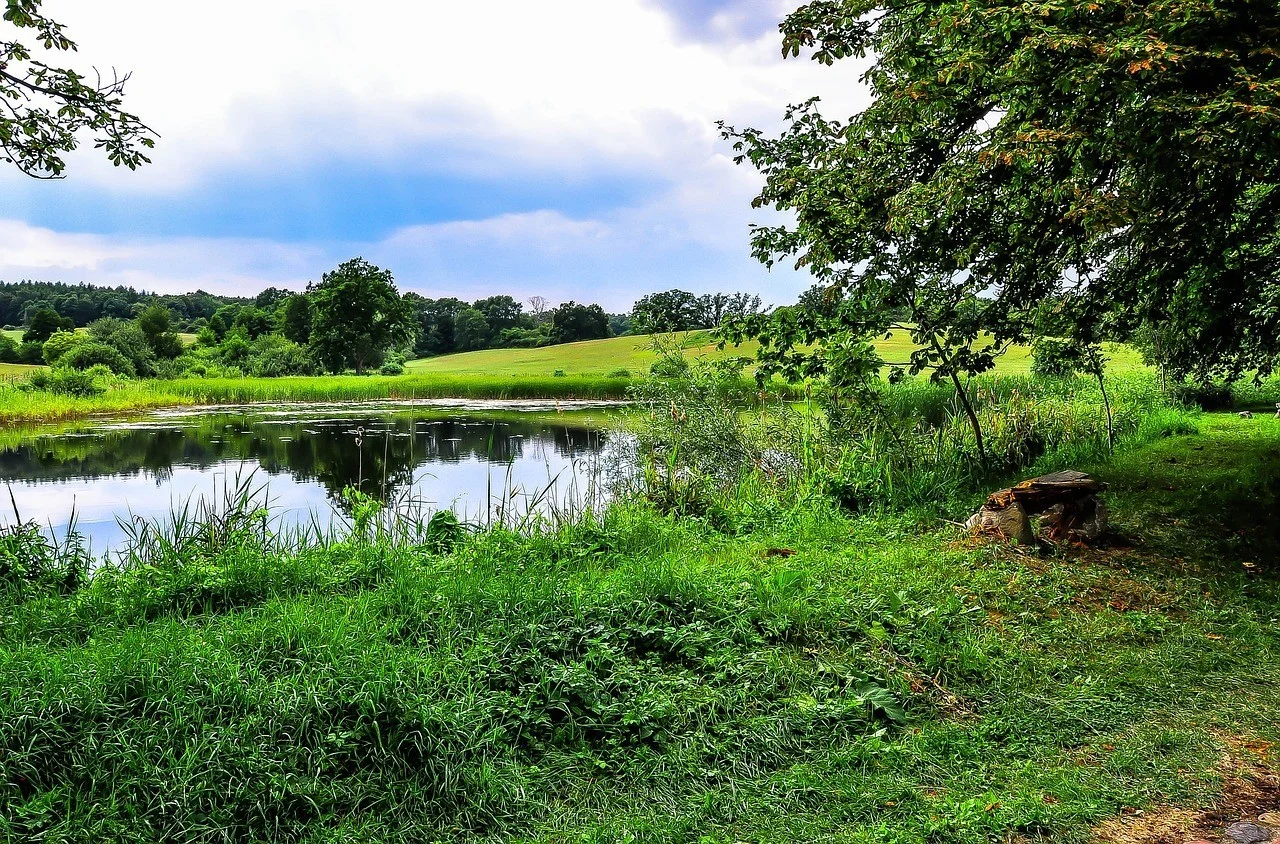 Amphibienweiher