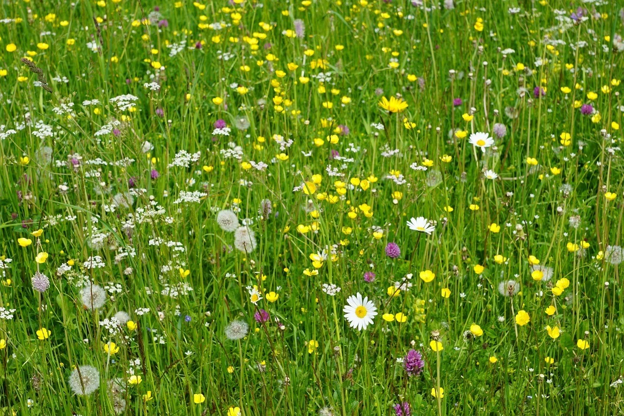 Blumenwiese