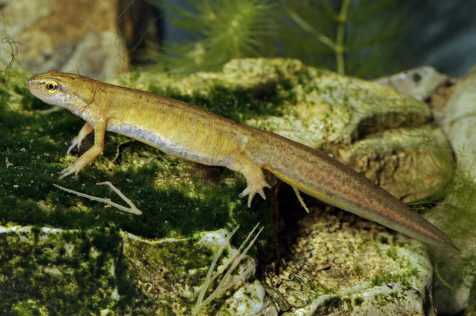Fadenmolch Weibchen