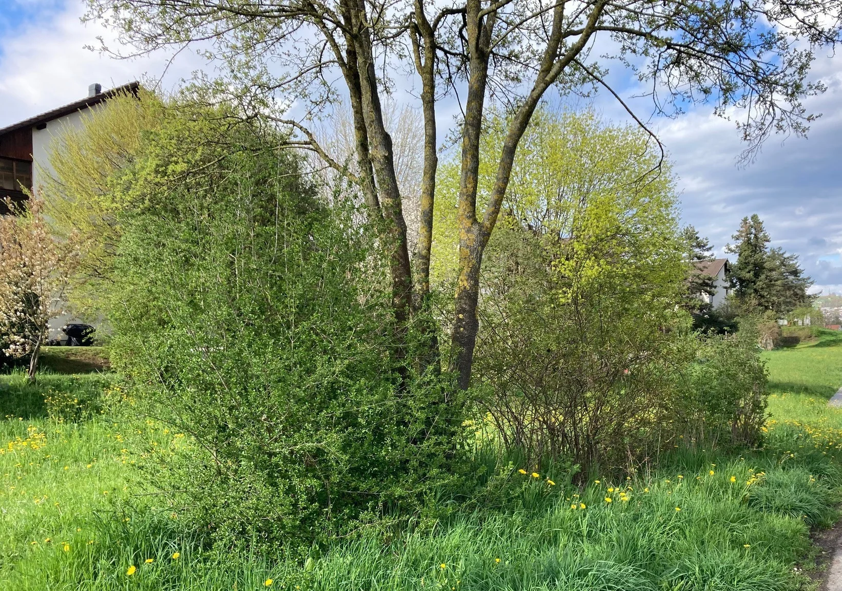 Wildgehölz