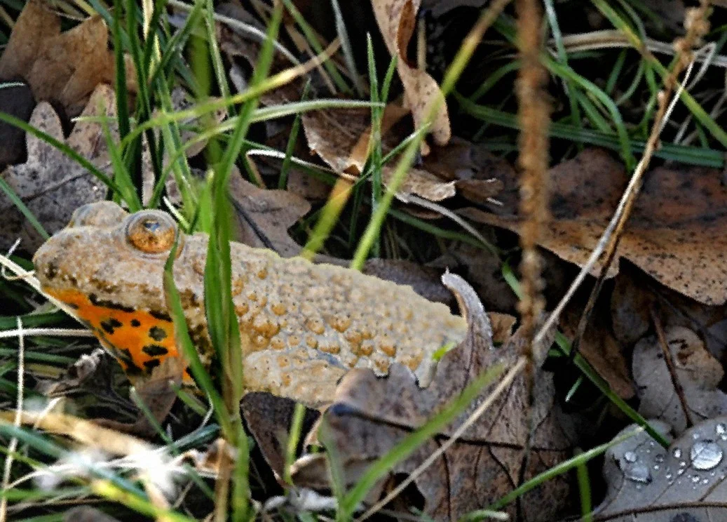 Gelbbauchunke