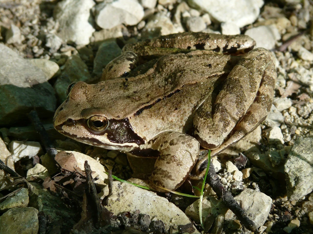 Grasfrosch 