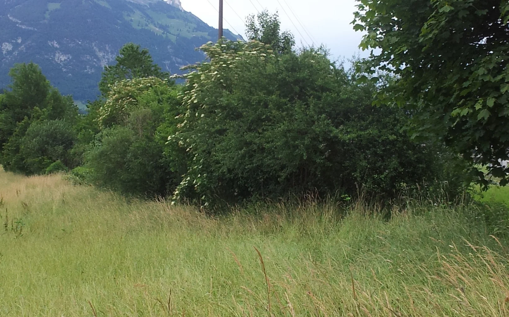Naturnahe Wildhecke 