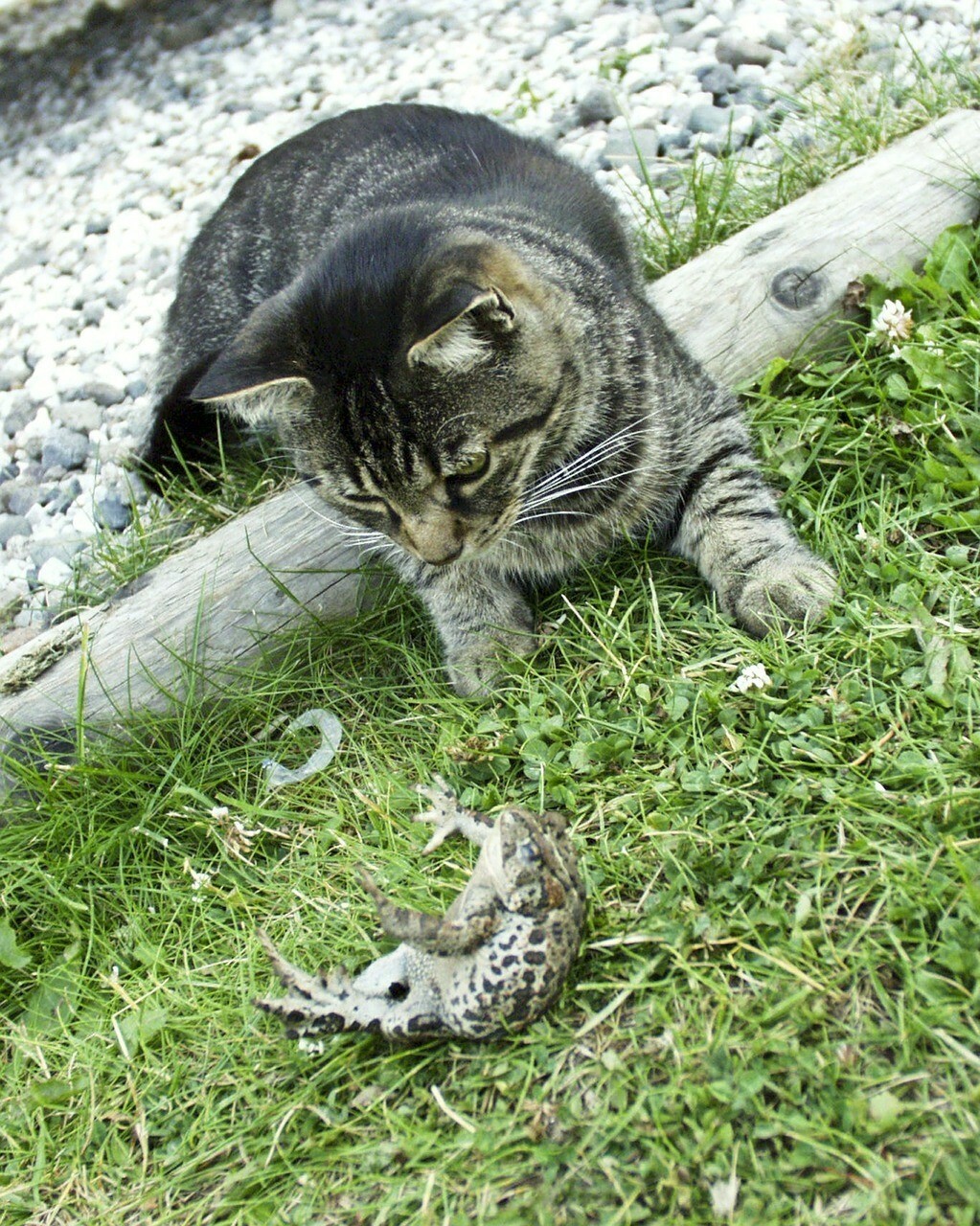 Katze spielt mit Kröte