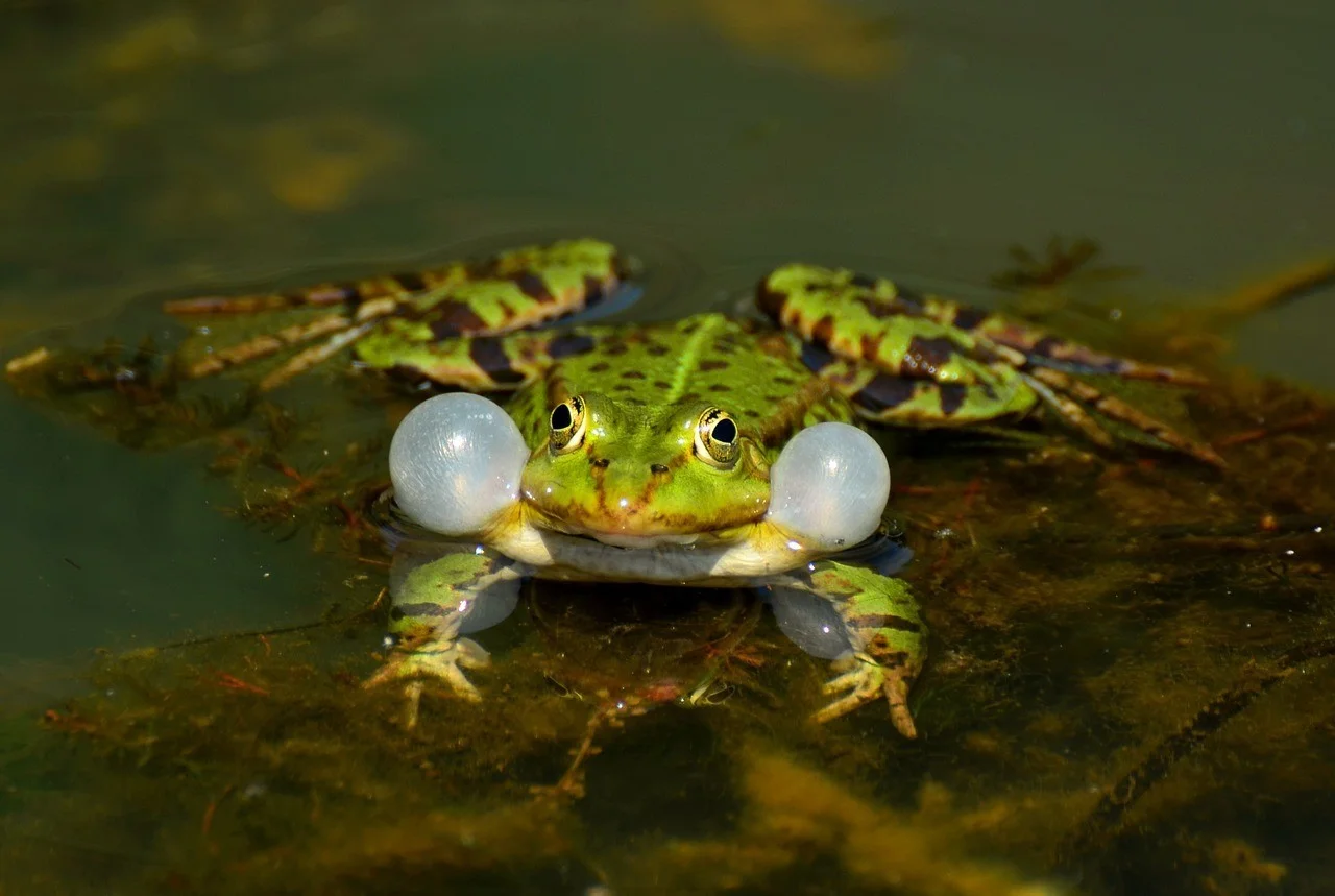 Wasserfrosch