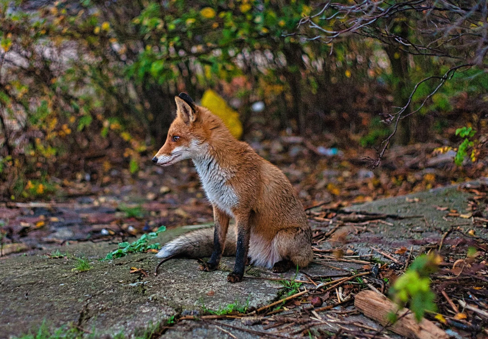 Ein Fuchs sitzt auf einem Weg