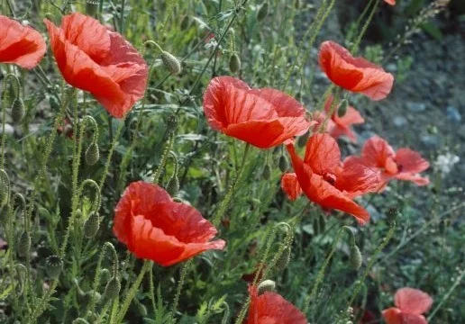 Rote Blüten des Klatschmohns 