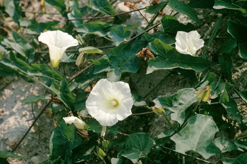 Weisse Trichterblüten der Zaunwinde