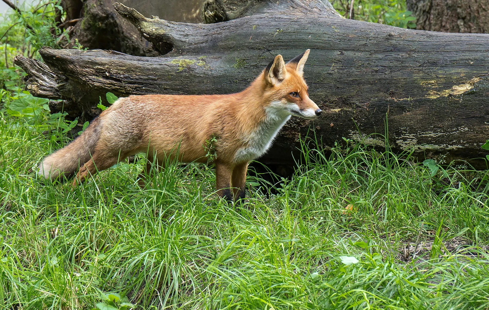 Fuchs im Gras vor einem Baumstamm