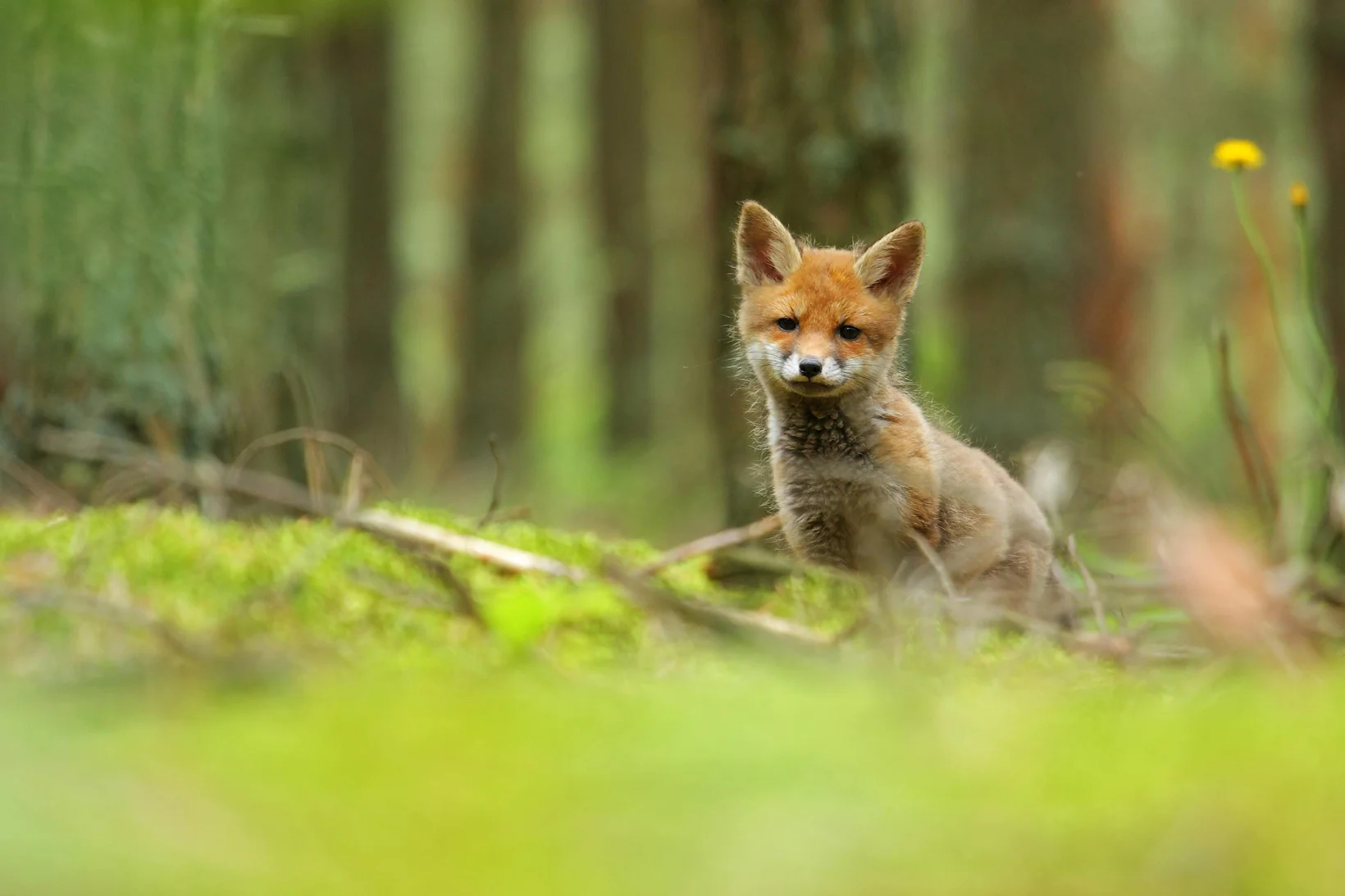 A close up shot of a baby fox