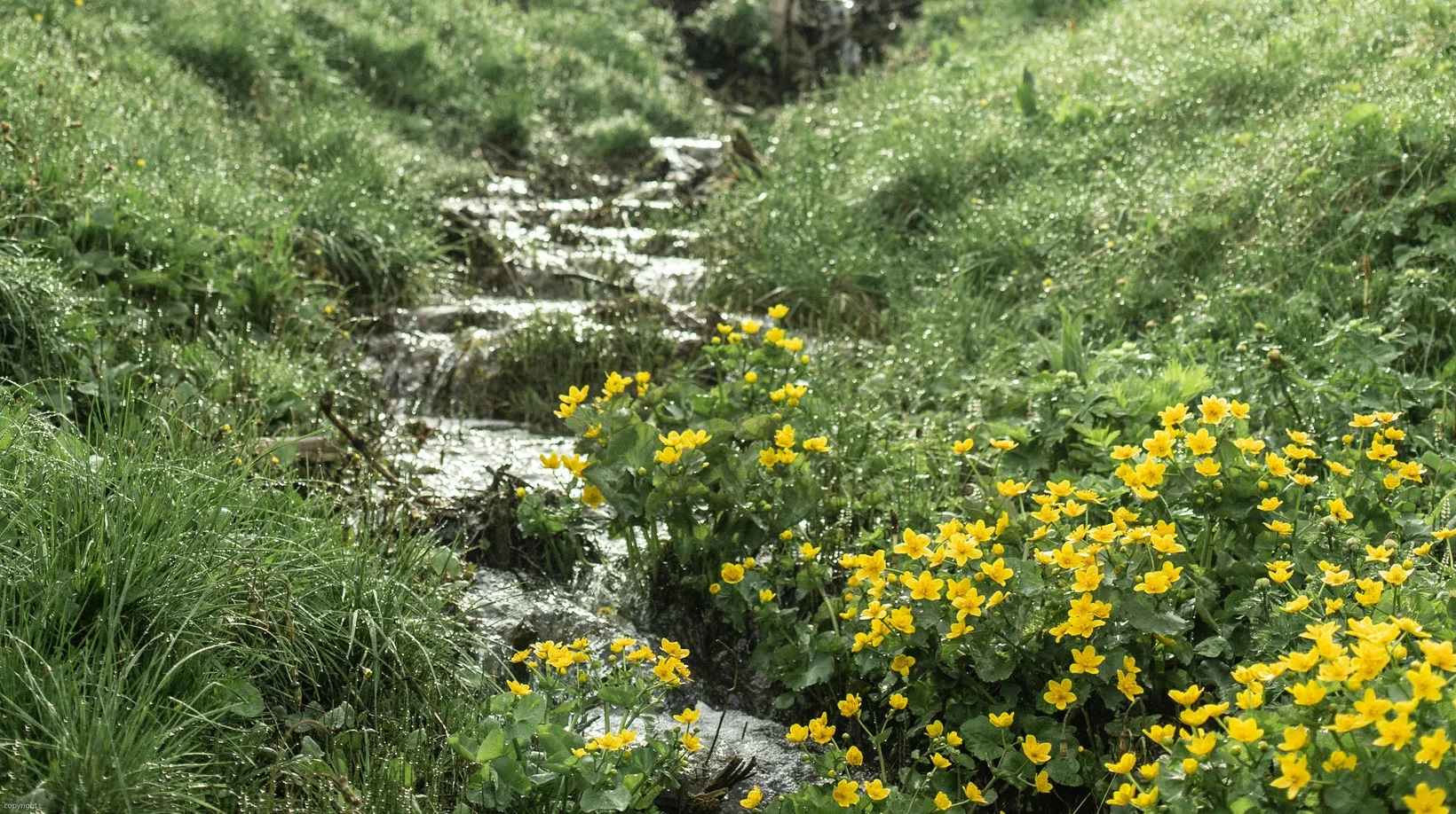 Rinnsal mit gelben Sumpfdotterblumen